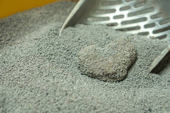 猫が排泄した後に『砂をかけない』ときの理由3つ　放置しても問題ない？環境を見直すべき場合も