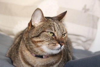 初めて猫を飼うと『びっくり』しがちなこと5選　想像と違う意外な一面とは？