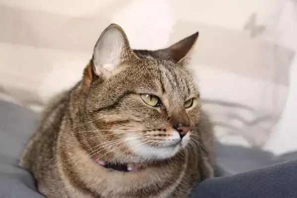 初めて猫を飼うと『びっくり』しがちなこと5選　想像と違う意外な一面とは？