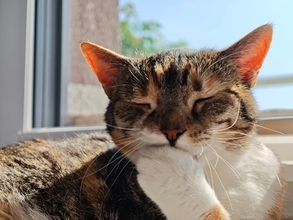 猫が『爪を噛んでいる』ときに考えられる理由3つ　行動が持つ意味から注意すべきケースまで