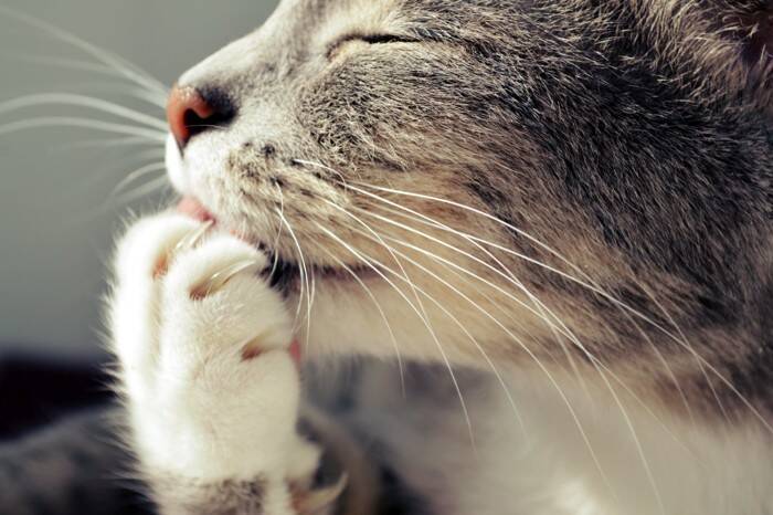 猫が『爪を噛んでいる』ときに考えられる理由3つ　行動が持つ意味から注意すべきケースまで