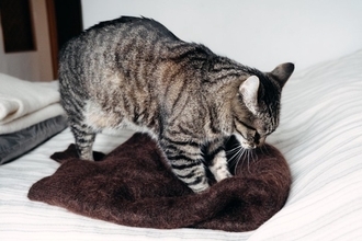 猫が前足で『ふみふみ』しているときの理由3選　安心している証？する子としない子の違いも