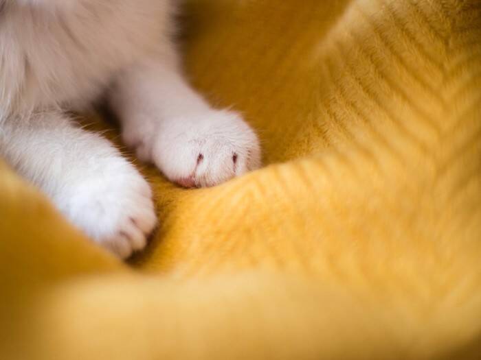 猫が前足で『ふみふみ』しているときの理由3選　安心している証？する子としない子の違いも