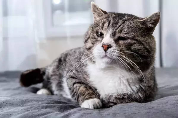 猫が見せる『亡くなる直前』のサイン5つ　見逃したくない変化や後悔しないための過ごし方まで