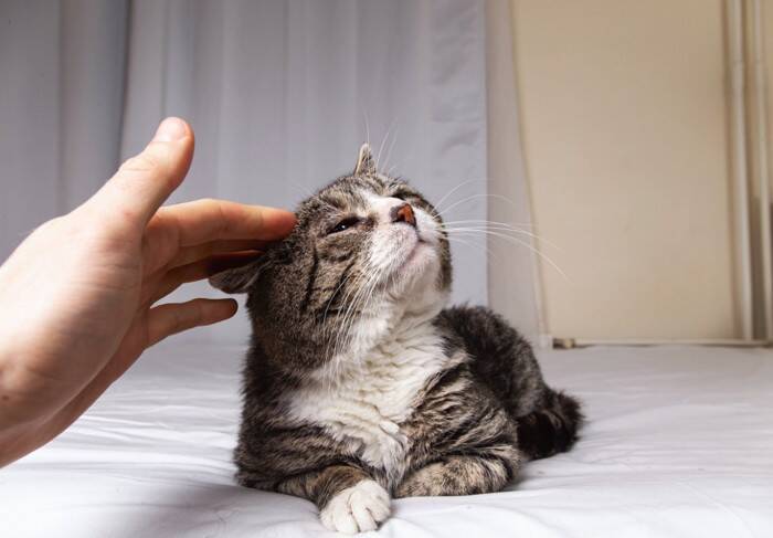 猫が見せる『亡くなる直前』のサイン5つ　見逃したくない変化や後悔しないための過ごし方まで