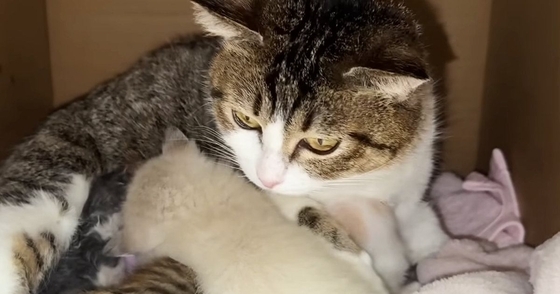 生後0日で保護された子猫→子育て中の『血のつながりのない母猫』に預けたら…驚きの光景が53万再生「本当に尊い」「あまりにも優しい世界」