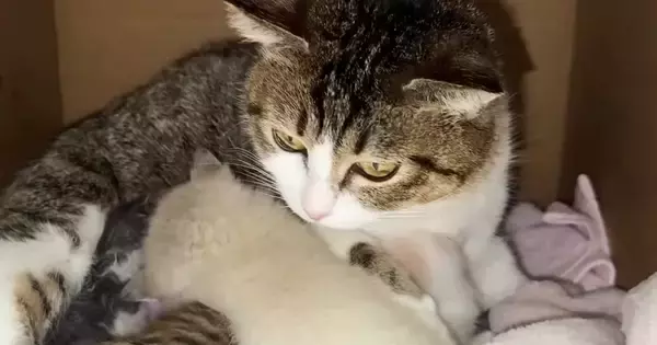 生後0日で保護された子猫→子育て中の『血のつながりのない母猫』に預けたら…驚きの光景が53万再生「本当に尊い」「あまりにも優しい世界」