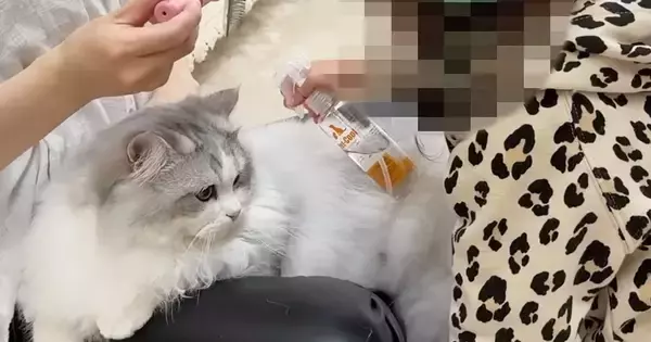 娘が『猫のブラッシング』を手伝ってくれると…心温まる日常の光景に「可愛いが詰まってるｗ」「幸せで溢れていて素敵」と癒される人が続出