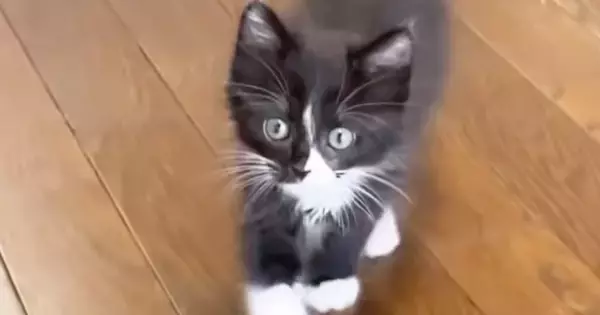 元気いっぱいな『保護子猫たち』→1匹がカメラに向かって歩いてくると…ほっこりする光景に反響「鳴き声がかわいい」「運動会状態ｗ」