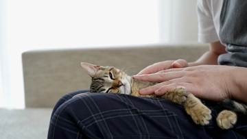 猫の健康維持を助ける『ツボマッサージ』5選　期待できる効果や満足してもらうコツまで