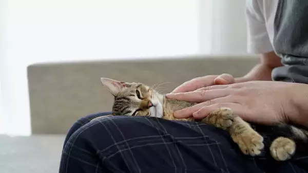 猫の健康維持を助ける『ツボマッサージ』5選　期待できる効果や満足してもらうコツまで