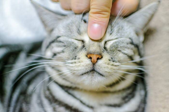 猫の健康維持を助ける『ツボマッサージ』5選　期待できる効果や満足してもらうコツまで