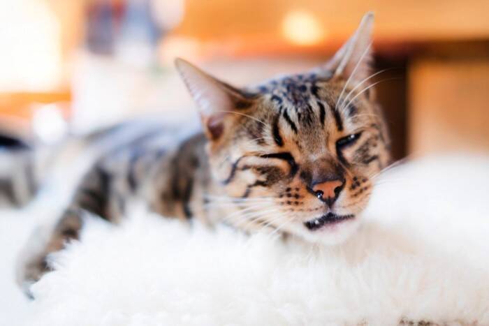 猫の『声に異変』があるときに考えられる原因4つ　病院に連れて行くべき？異常が起きているサインとは
