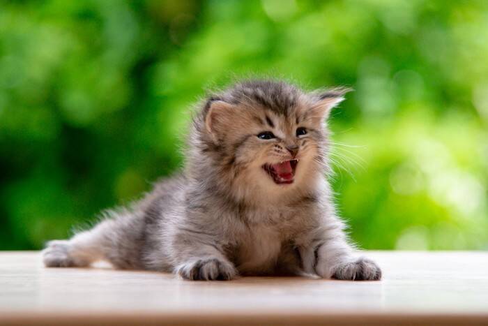 猫の『声に異変』があるときに考えられる原因4つ　病院に連れて行くべき？異常が起きているサインとは