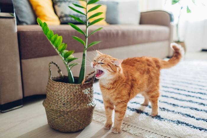 猫の『声に異変』があるときに考えられる原因4つ　病院に連れて行くべき？異常が起きているサインとは