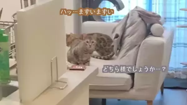 猫が一週間ぶりに奥さんと再会したら…『喜びが止まらない姿』に感動すると486万再生の大反響「退院おめでとう」「素敵すぎる」の声