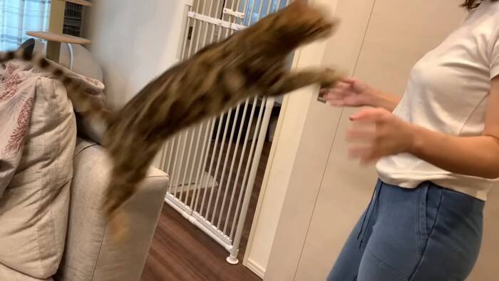 猫が一週間ぶりに奥さんと再会したら…『喜びが止まらない姿』に感動すると486万再生の大反響「退院おめでとう」「素敵すぎる」の声