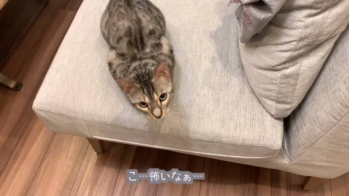 猫が一週間ぶりに奥さんと再会したら…『喜びが止まらない姿』に感動すると486万再生の大反響「退院おめでとう」「素敵すぎる」の声