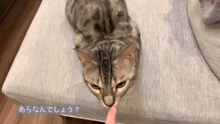 猫が一週間ぶりに奥さんと再会したら…『喜びが止まらない姿』に感動すると486万再生の大反響「退院おめでとう」「素敵すぎる」の声