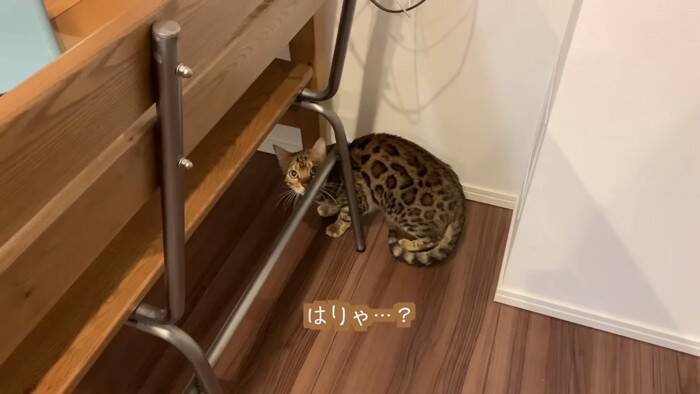 猫が一週間ぶりに奥さんと再会したら…『喜びが止まらない姿』に感動すると486万再生の大反響「退院おめでとう」「素敵すぎる」の声