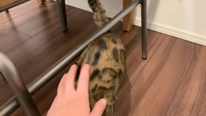 猫が一週間ぶりに奥さんと再会したら…『喜びが止まらない姿』に感動すると486万再生の大反響「退院おめでとう」「素敵すぎる」の声