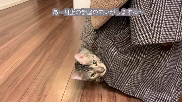 猫が一週間ぶりに奥さんと再会したら…『喜びが止まらない姿』に感動すると486万再生の大反響「退院おめでとう」「素敵すぎる」の声