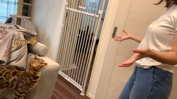 猫が一週間ぶりに奥さんと再会したら…『喜びが止まらない姿』に感動すると486万再生の大反響「退院おめでとう」「素敵すぎる」の声