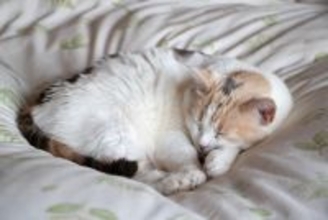 愛猫が『亡くなる前』にしてあげたいこと4選　残された時間で飼い主が大切にすべき想いとは