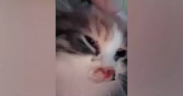 雨の中、ぐったりと"衰弱していた子猫"→思わず抱きかかえた日から４か月…感動の"変化"に「うれし泣きした」「ありがとう」の声