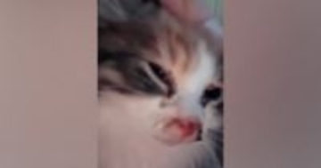 雨の中、ぐったりと"衰弱していた子猫"→思わず抱きかかえた日から４か月…感動の"変化"に「うれし泣きした」「ありがとう」の声