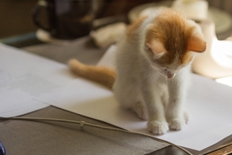 猫が『紙の上』に乗ろうとする理由4つ　邪魔したがる心理や対処法も解説