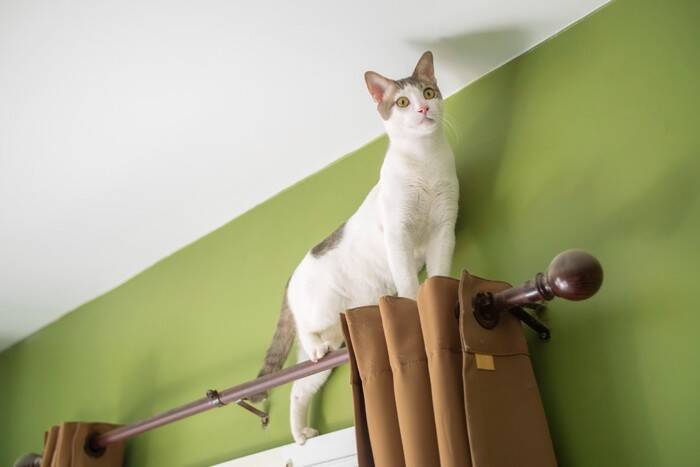 猫が起こしやすい『ハプニング』3選　思わず笑える行動から安全対策の方法まで