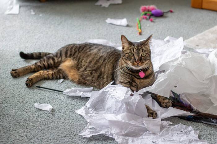 猫との生活における『理想と現実』の違い3つ　飼って初めて気付く大変なこととは