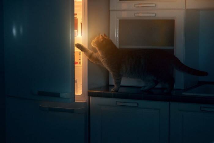 猫との生活における『理想と現実』の違い3つ　飼って初めて気付く大変なこととは