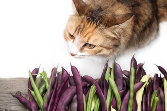 猫に与えない方がいい『消化しづらい食べ物』5選　消化不良が起きているサインや対処法まで