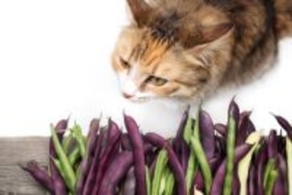 猫に与えない方がいい『消化しづらい食べ物』5選　消化不良が起きているサインや対処法まで