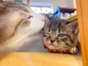 先住猫から初めて『毛づくろい』された子猫→ずっと見ていたくなる『微笑ましい光景』が30万再生「泣けてくる」「めちゃ癒される」の声