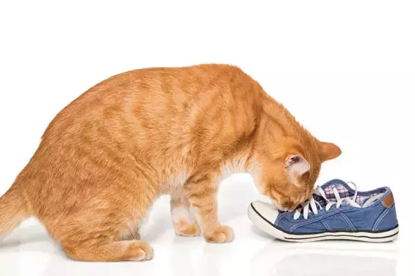 猫のテンションが上がる『身近なアイテム』5選　興味を示しやすい理由や気を付けたいことまで