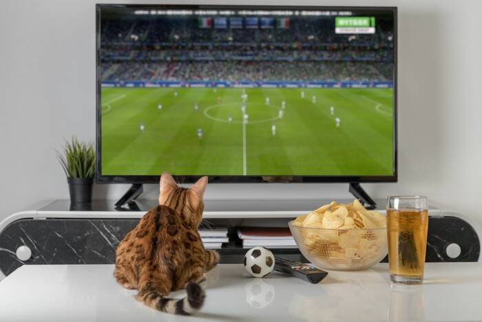 猫のテンションが上がる『身近なアイテム』5選　興味を示しやすい理由や気を付けたいことまで