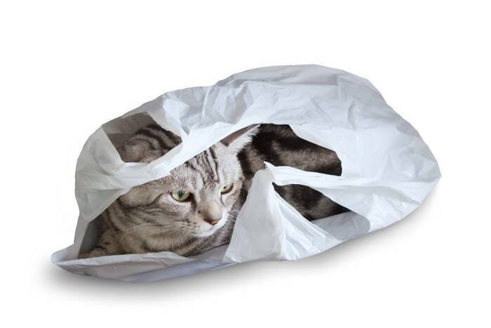 猫のテンションが上がる『身近なアイテム』5選　興味を示しやすい理由や気を付けたいことまで