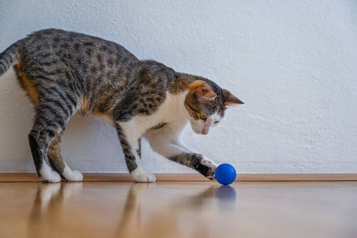 猫のテンションが上がる『身近なアイテム』5選　興味を示しやすい理由や気を付けたいことまで