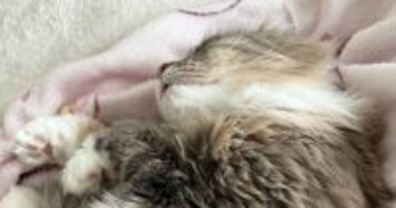 夫から『今天国にいる』とLINE→開いてみた結果……猫たちとの『羨ましすぎる光景』に「間違いないｗ」「まさに天国」と絶賛