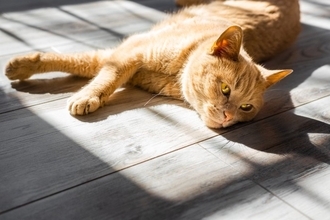 猫が『日光浴』を必要とする理由3つ　陽を浴びるメリットから注意点まで解説