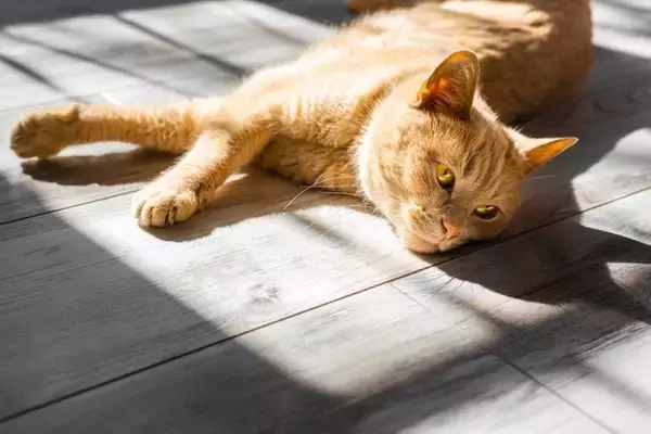 猫が『日光浴』を必要とする理由3つ　陽を浴びるメリットから注意点まで解説