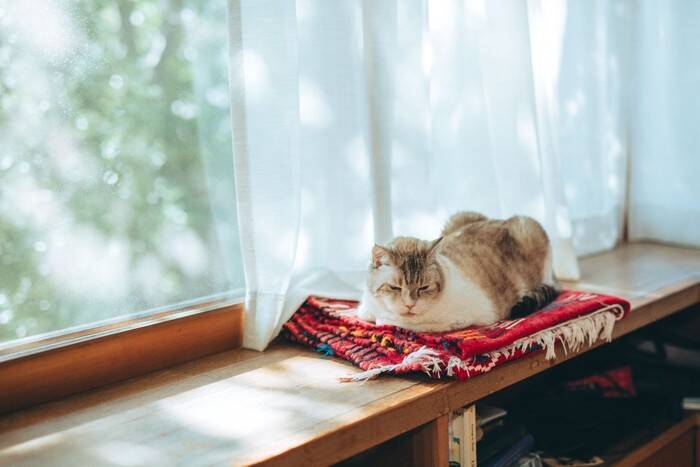 猫が『日光浴』を必要とする理由3つ　陽を浴びるメリットから注意点まで解説