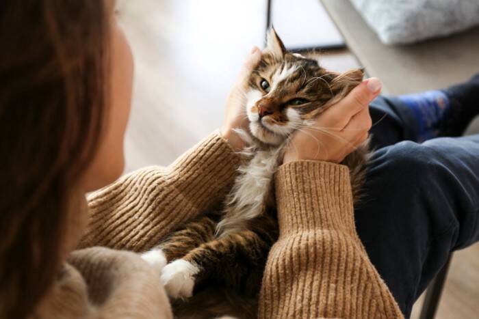 猫が『人間の言葉を理解している』ときの仕草5つ　どのぐらい伝わるの？声を掛けるときのポイントまで