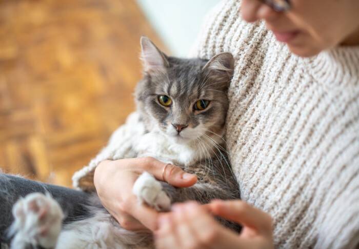 猫が『人間の言葉を理解している』ときの仕草5つ　どのぐらい伝わるの？声を掛けるときのポイントまで