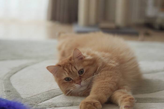 猫が人に『スリスリ』と体を擦り付けてくる理由4つ　隠されている心理や対応のポイントも