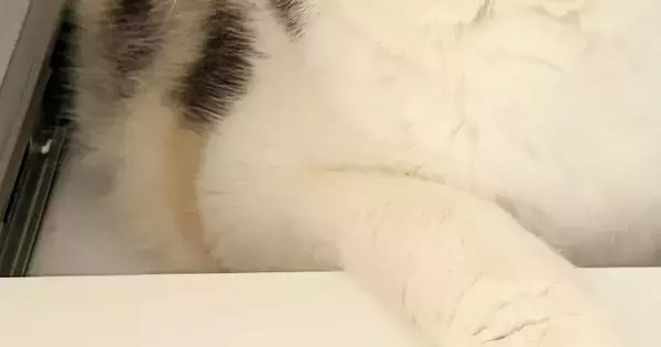 家の中で行方不明になった猫→３０分後、『意外な場所』で見つかって…"予想外の表情"に反響「顔が可愛くてたまらんｗ」「かくれんぼ成功ｗ」