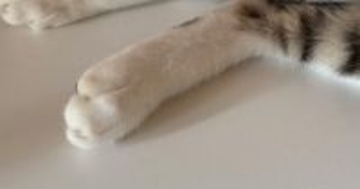 三毛猫の『後ろ足』を見ると、左右で色が…まるで靴下を履き間違えたような光景に11万いいね「令和のオシャレ」「新しいファッション」